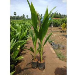 columbus coconut plant