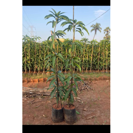 Mango plant Devgad