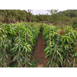 Mango plant Devgad