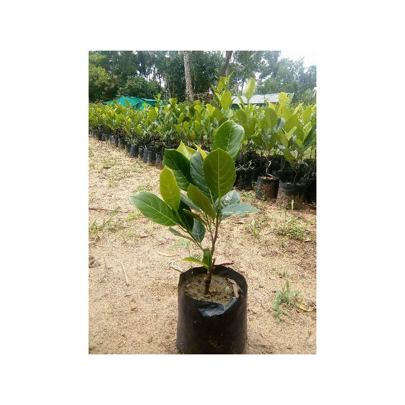 jackfruit plant  (fanas)