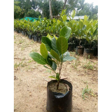 jackfruit plant  (fanas)