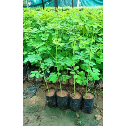 Moringa plant (Shewga)