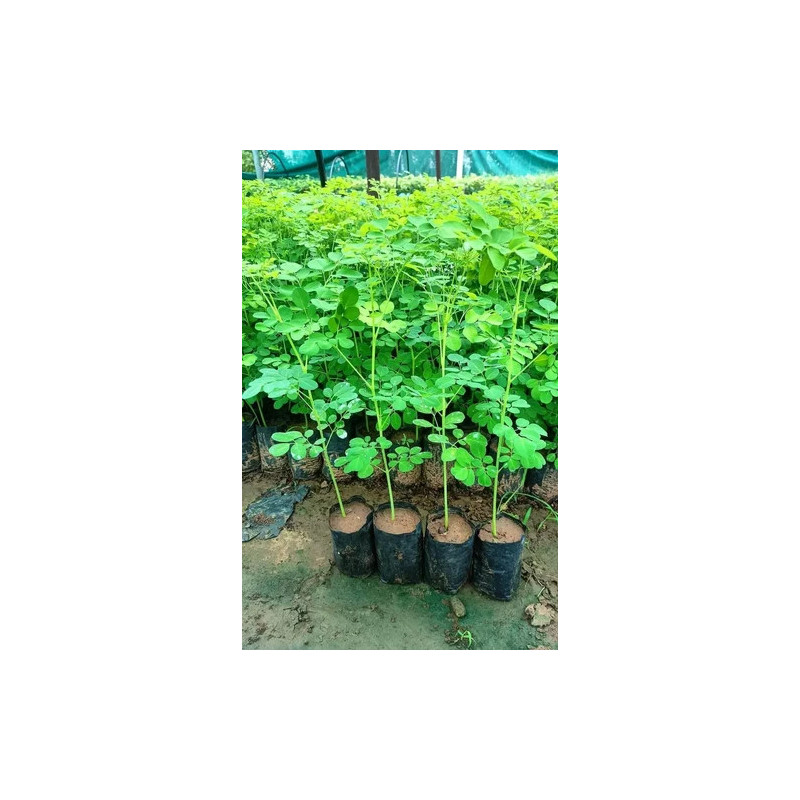 Moringa plant (Shewga)