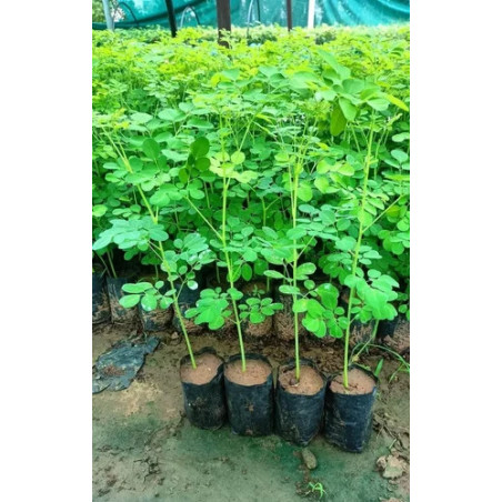 Moringa plant (Shewga)