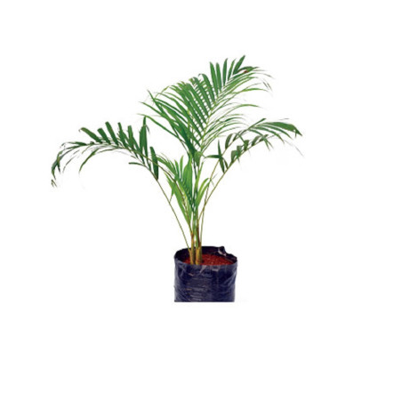 ArecaPalm Plant