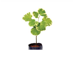 aralia plant