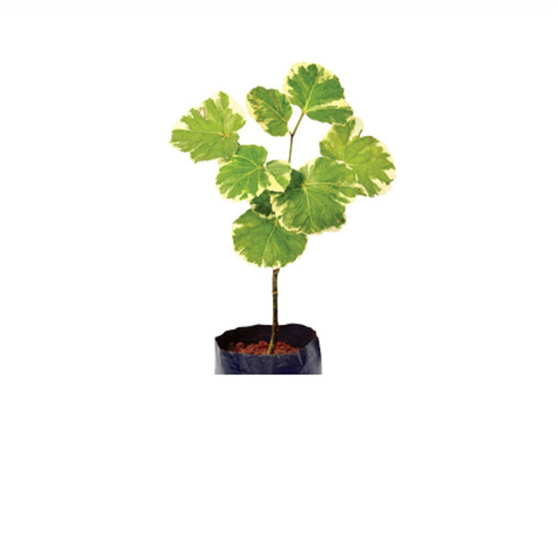 aralia plant