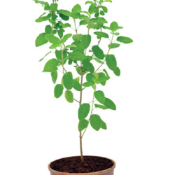 Tulsi plant