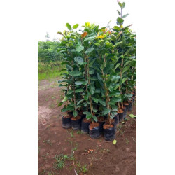 Banayan tree plant