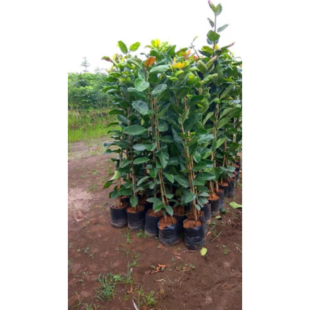 Banayan tree plant