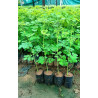 Moringa plant