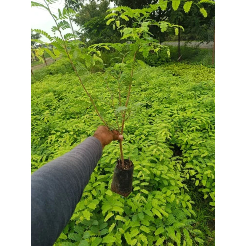 Tamarind Plant