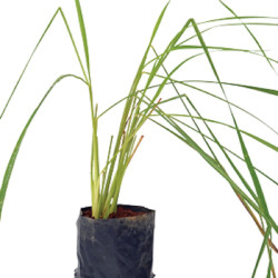 Lemon grass (gavati chai )