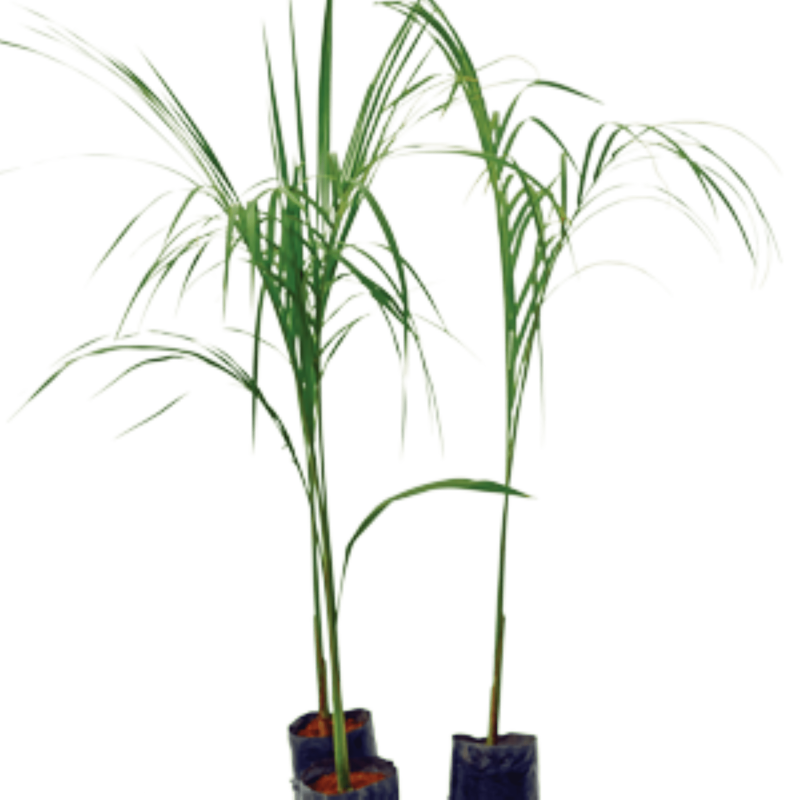 BottlePalm plant