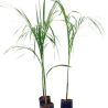 BottlePalm plant