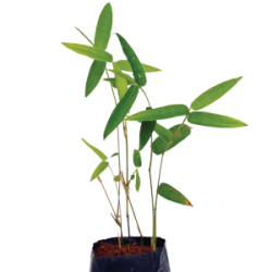 BAMBOO PLANT