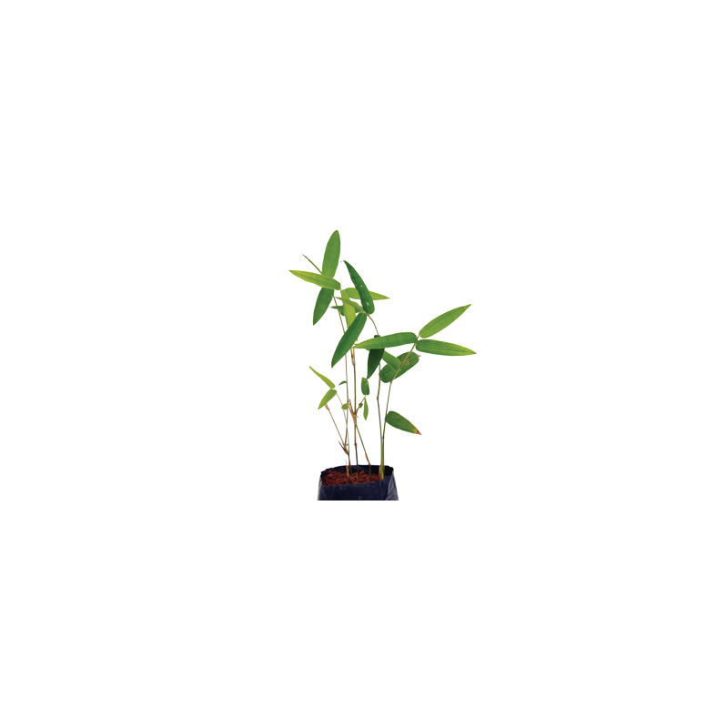 BAMBOO PLANT