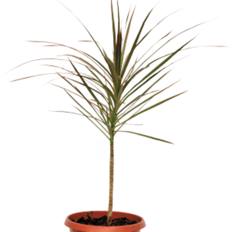 Dressina-Kalurama Plant