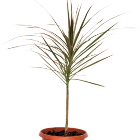 Dressina-Kalurama Plant