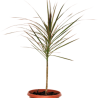 Dressina-Kalurama Plant