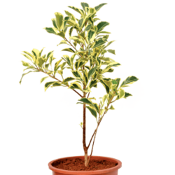 Ficus Plant