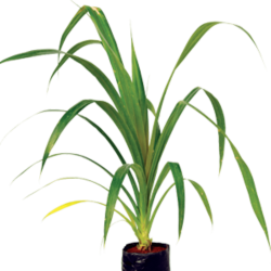 Kewada Plant