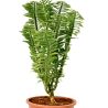 Jacob-Ladar Plant