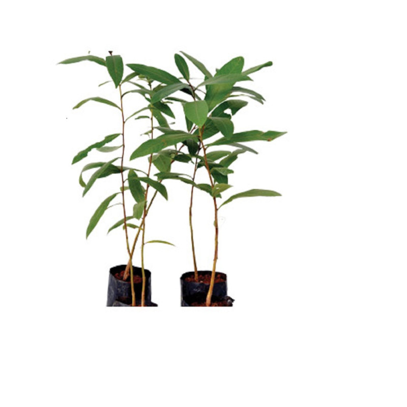 arjun plant