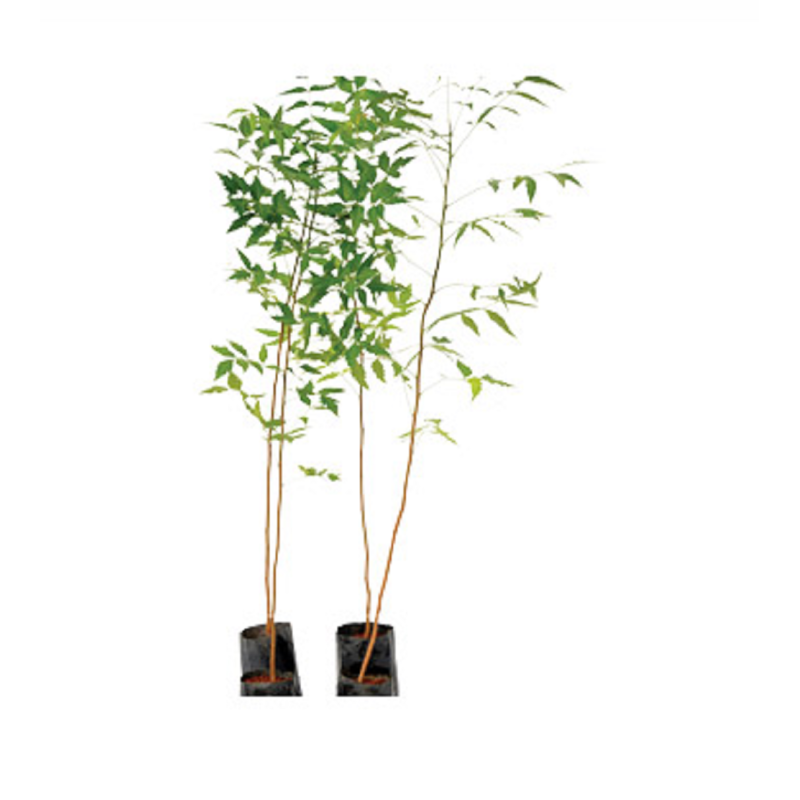 Neem plant