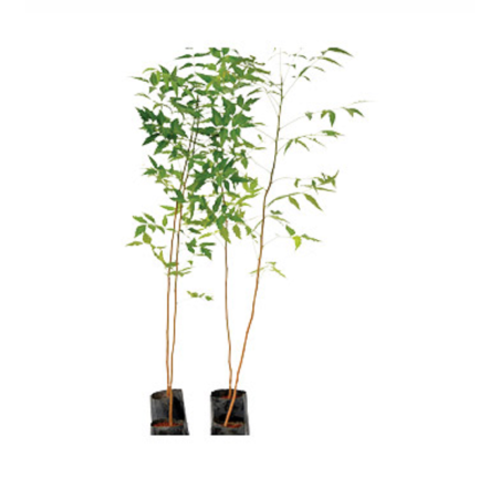 Neem plant