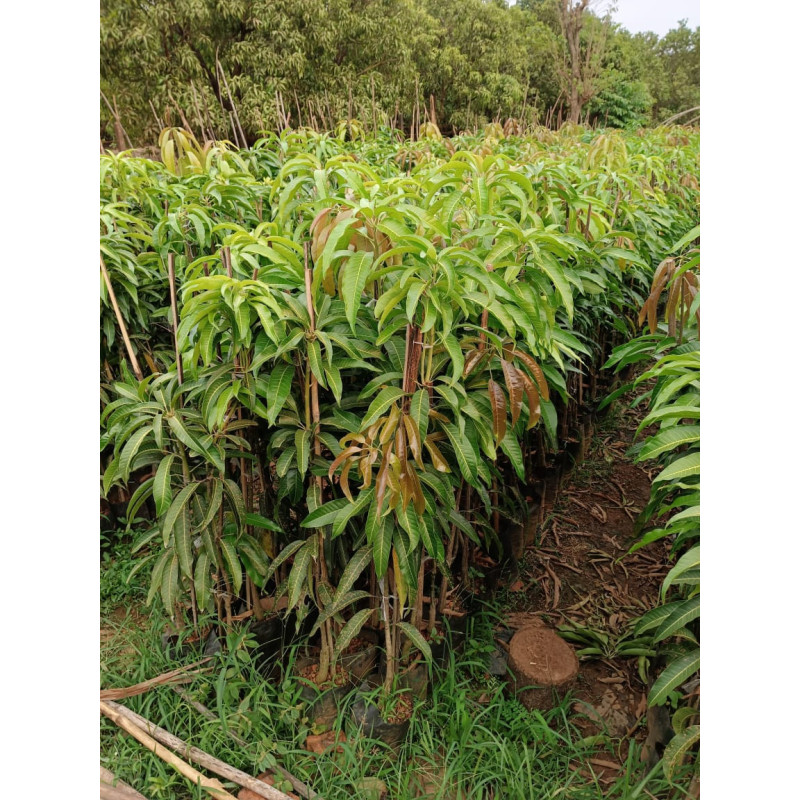 Devgad mango plant